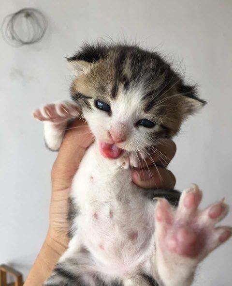 好听的公猫名字(好听的公猫名字英文名)