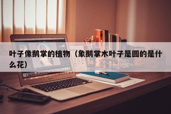 叶子像鹅掌的植物（象鹅掌木叶子是圆的是什么花） 