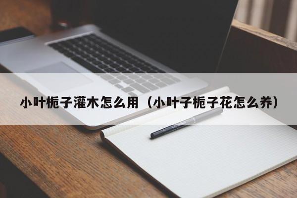 小叶栀子灌木怎么用（小叶子栀子花怎么养） 