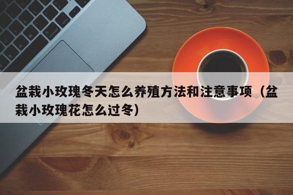 盆栽小玫瑰冬天怎么养殖方法和注意事项（盆栽小玫瑰花怎么过冬） 