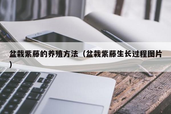 盆栽紫藤的养殖方法（盆栽紫藤生长过程图片） 