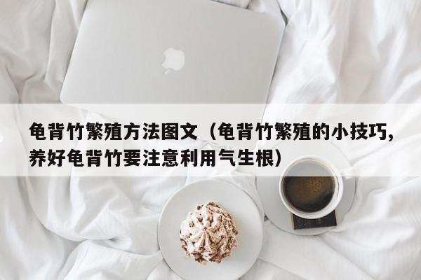 龟背竹繁殖方法图文（龟背竹繁殖的小技巧,养好龟背竹要注意利用气生根） 