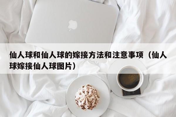 仙人球和仙人球的嫁接方法和注意事项（仙人球嫁接仙人球图片） 