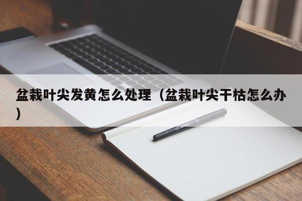 盆栽叶尖发黄怎么处理（盆栽叶尖干枯怎么办） 