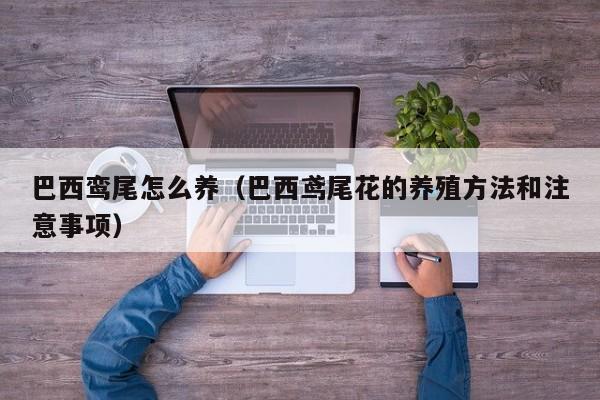 巴西鸾尾怎么养（巴西鸢尾花的养殖方法和注意事项） 