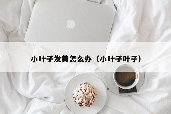 小叶子发黄怎么办（小叶子叶子） 