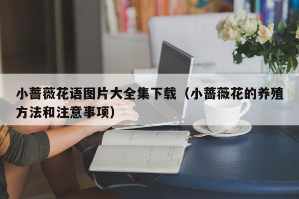小蔷薇花语图片大全集下载（小蔷薇花的养殖方法和注意事项） 