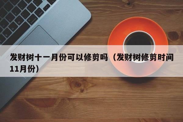 发财树十一月份可以修剪吗（发财树修剪时间11月份） 