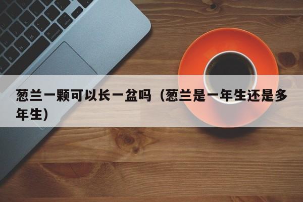 葱兰一颗可以长一盆吗（葱兰是一年生还是多年生） 