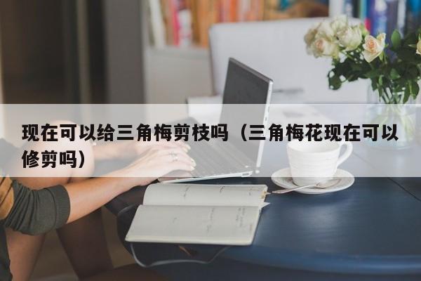现在可以给三角梅剪枝吗（三角梅花现在可以修剪吗） 