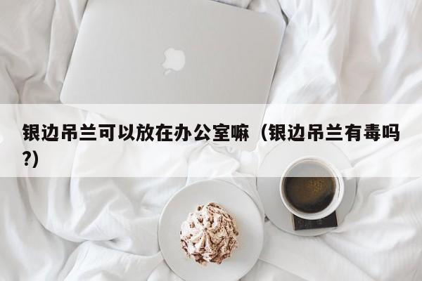 银边吊兰可以放在办公室嘛（银边吊兰有毒吗?） 