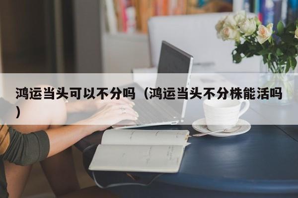 鸿运当头可以不分吗（鸿运当头不分株能活吗） 