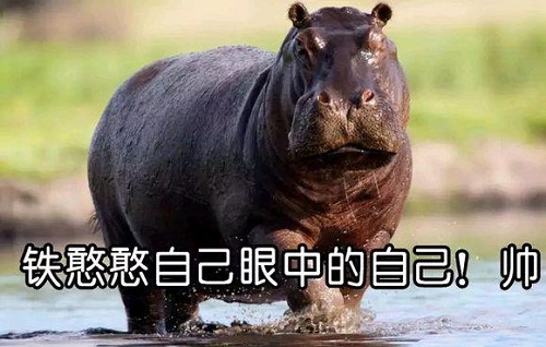 铁憨憨是什么意思从哪里出来的梗(你这个铁憨憨是什么意思)