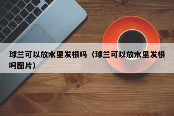 球兰可以放水里发根吗（球兰可以放水里发根吗图片） 