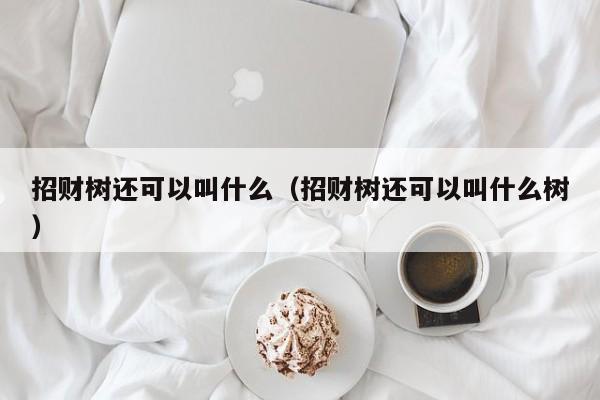 招财树还可以叫什么（招财树还可以叫什么树） 