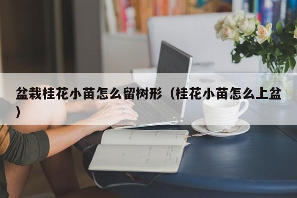盆栽桂花小苗怎么留树形（桂花小苗怎么上盆） 