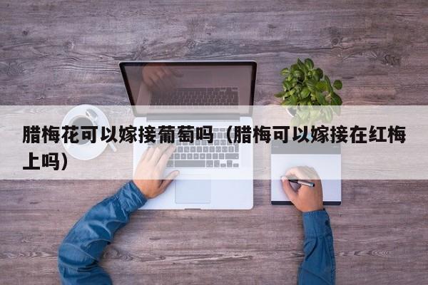 腊梅花可以嫁接葡萄吗（腊梅可以嫁接在红梅上吗） 
