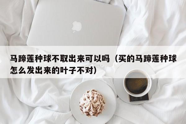 马蹄莲种球不取出来可以吗（买的马蹄莲种球怎么发出来的叶子不对） 