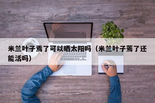 米兰叶子焉了可以晒太阳吗（米兰叶子蔫了还能活吗） 