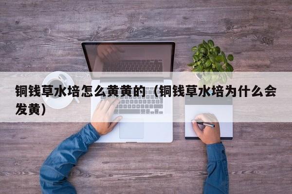 铜钱草水培怎么黄黄的（铜钱草水培为什么会发黄） 