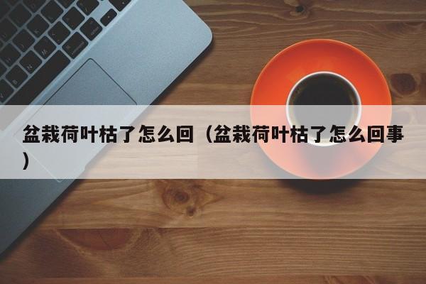 盆栽荷叶枯了怎么回（盆栽荷叶枯了怎么回事） 