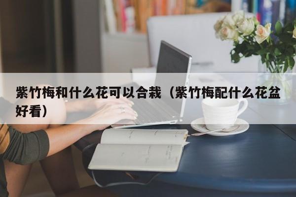 紫竹梅和什么花可以合栽（紫竹梅配什么花盆好看） 