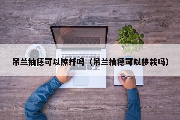 吊兰抽穗可以擦扦吗（吊兰抽穗可以移栽吗） 