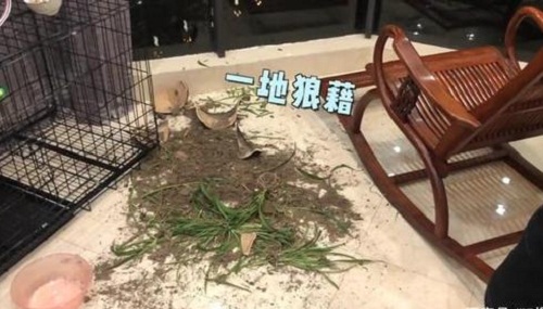 吴磊怎么了盆栽被狗撞翻是怎么回事