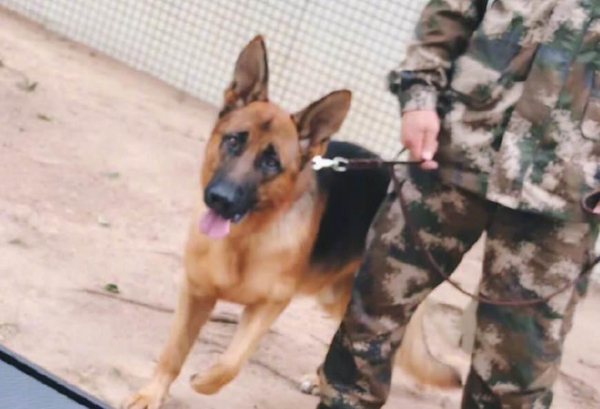 艾勒薇斯是何捷的犬吗？奇兵神犬艾勒薇斯现