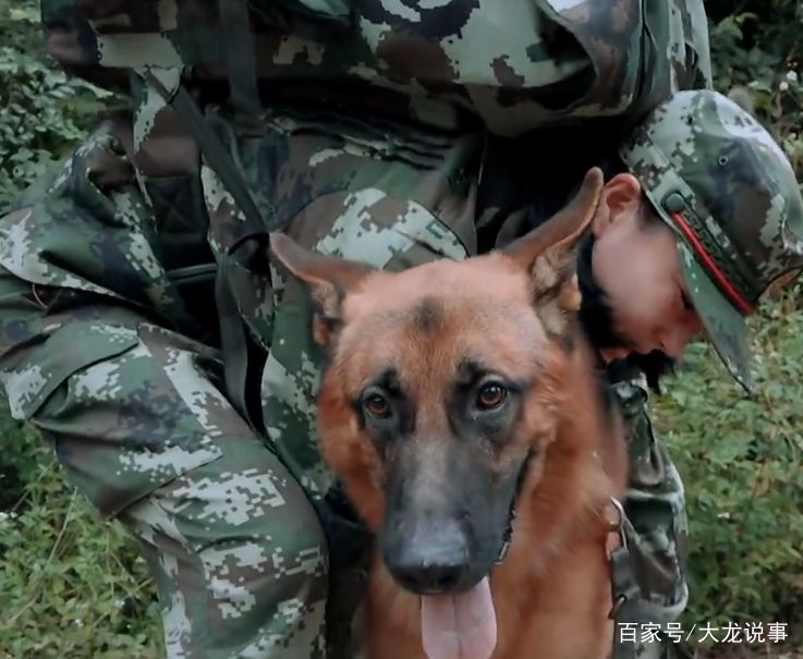 艾勒薇斯是何捷的犬吗？奇兵神犬艾勒薇斯现