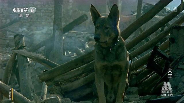 犬王电影，80年代的警犬电影(实践)