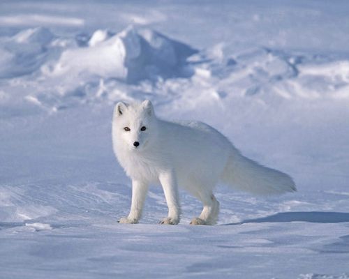 雪狐电视剧，电视剧黑狐全集免费观看(分类)