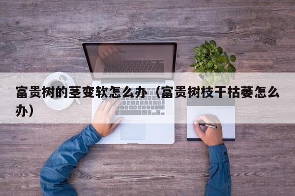 富贵树的茎变软怎么办（富贵树枝干枯萎怎么办） 