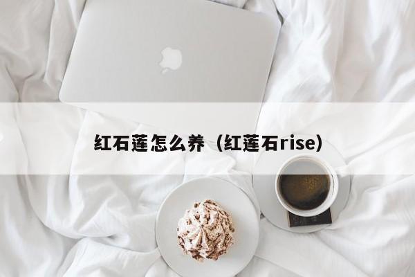 红石莲怎么养（红莲石rise） 