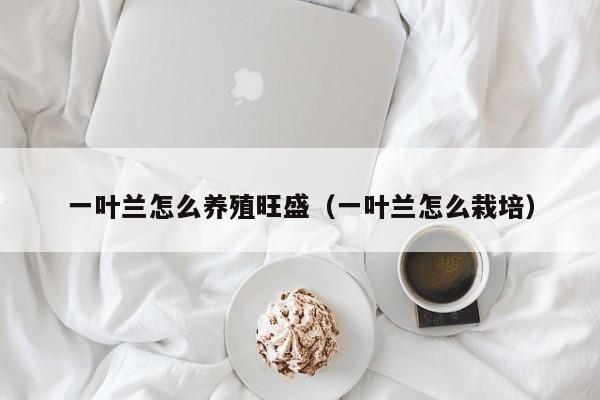 一叶兰怎么养殖旺盛（一叶兰怎么栽培） 