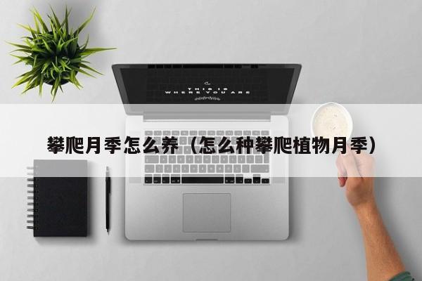 攀爬月季怎么养（怎么种攀爬植物月季） 