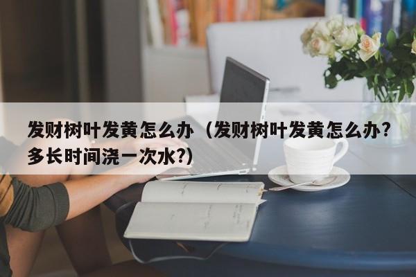 发财树叶发黄怎么办（发财树叶发黄怎么办?多长时间浇一次水?） 