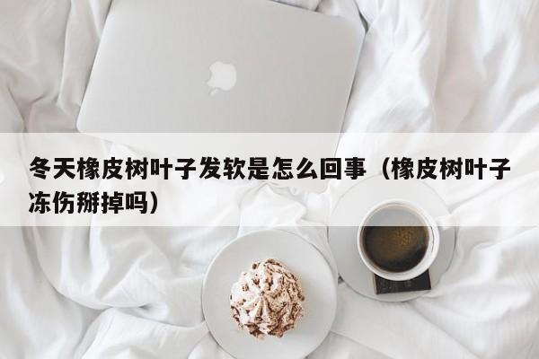 冬天橡皮树叶子发软是怎么回事（橡皮树叶子冻伤掰掉吗） 