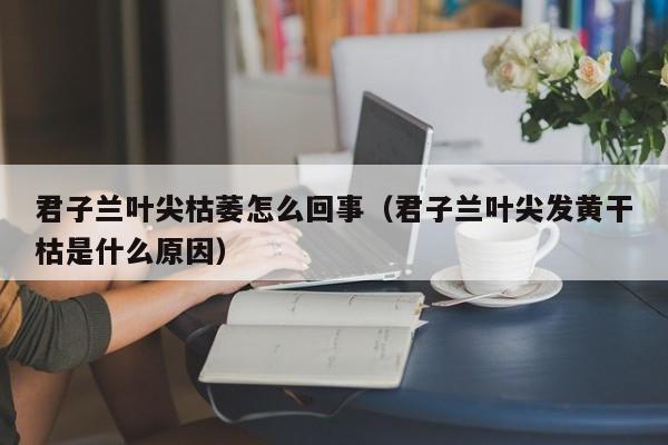 君子兰叶尖枯萎怎么回事（君子兰叶尖发黄干枯是什么原因） 