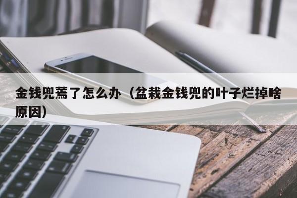 金钱兜蔫了怎么办（盆栽金钱兜的叶子烂掉啥原因） 