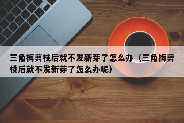 三角梅剪枝后就不发新芽了怎么办（三角梅剪枝后就不发新芽了怎么办呢） 