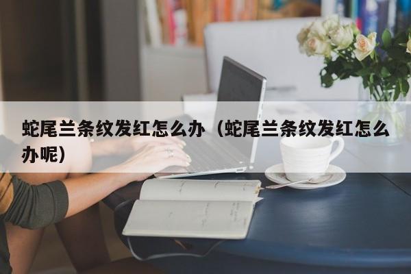 蛇尾兰条纹发红怎么办（蛇尾兰条纹发红怎么办呢） 