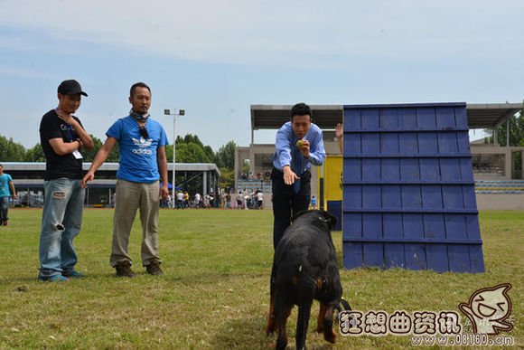 警花与警犬大结局是什么剧情?警花与警犬有(警花与警犬最后的大结局)