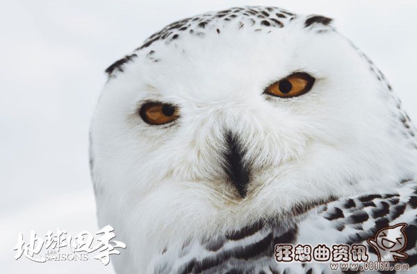电影地球四季哪时候上映?地球四季是一部什(地球的一年四季)