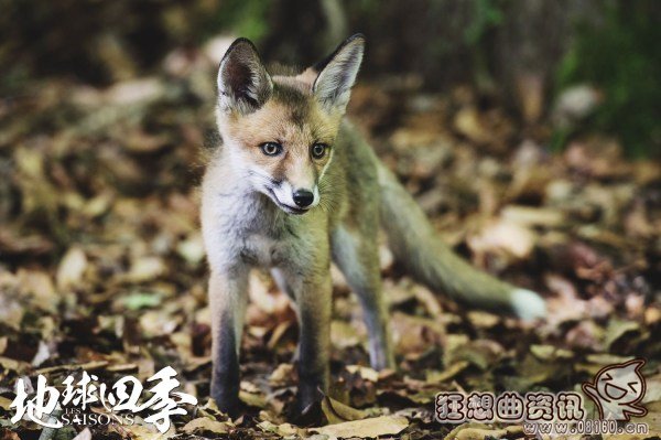 电影地球四季哪时候上映?地球四季是一部什(地球的一年四季)