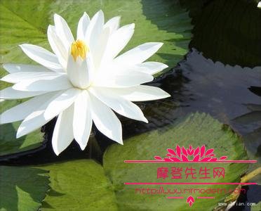 江一燕白莲花是什么意思？江一燕和霍思燕长(江一燕是霍思燕吗)