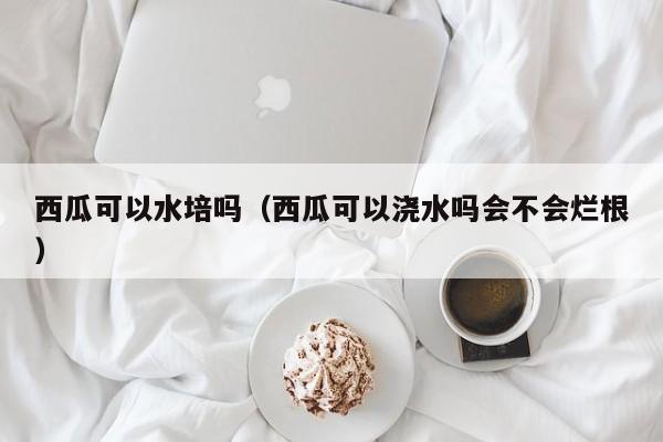 西瓜可以水培吗（西瓜可以浇水吗会不会烂根） 