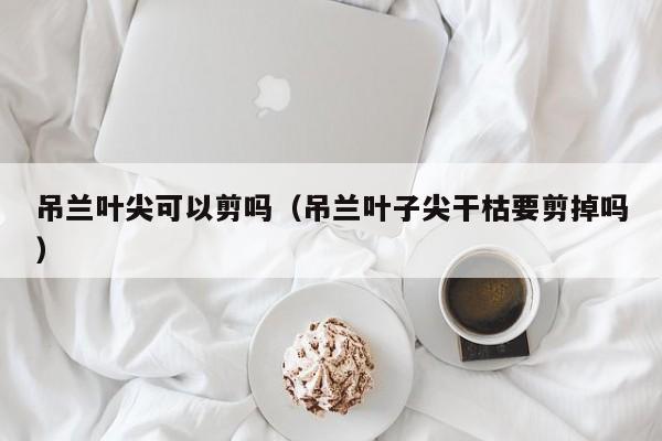 吊兰叶尖可以剪吗（吊兰叶子尖干枯要剪掉吗） 