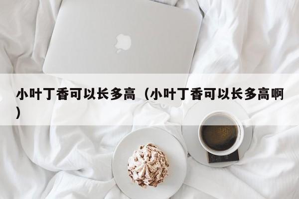 小叶丁香可以长多高（小叶丁香可以长多高啊） 